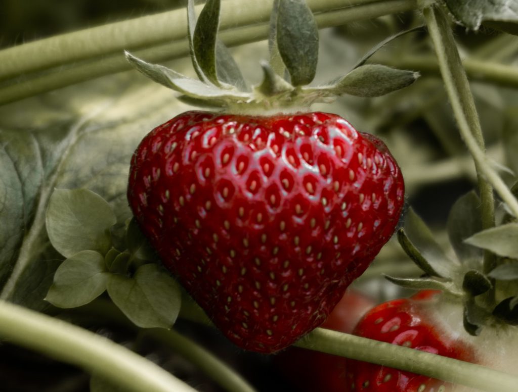 Parable of the Strawberry