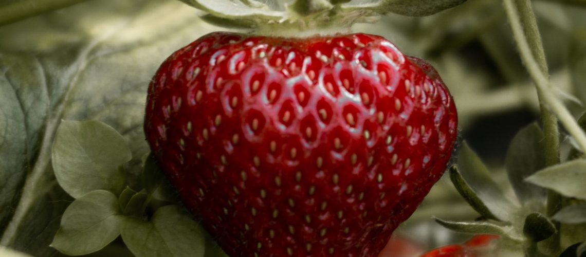 Parable of the Strawberry